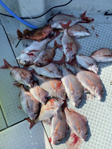 リトルワン 釣果