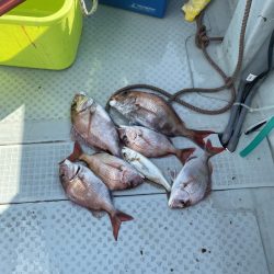 リトルワン 釣果