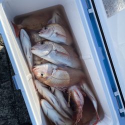 リトルワン 釣果