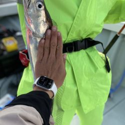 リトルワン 釣果