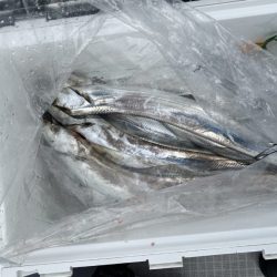 リトルワン 釣果