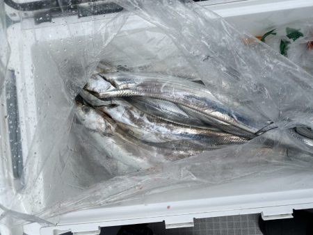 リトルワン 釣果