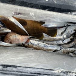 リトルワン 釣果