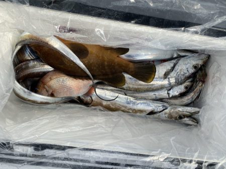 リトルワン 釣果