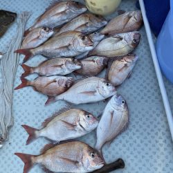 リトルワン 釣果