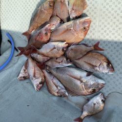 リトルワン 釣果