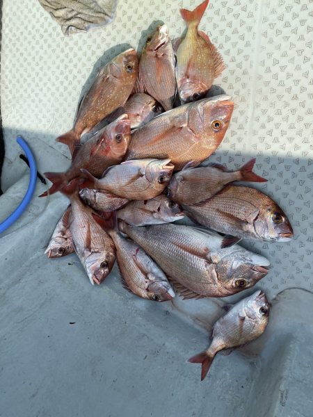 リトルワン 釣果