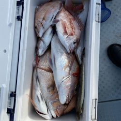 リトルワン 釣果