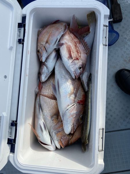 リトルワン 釣果