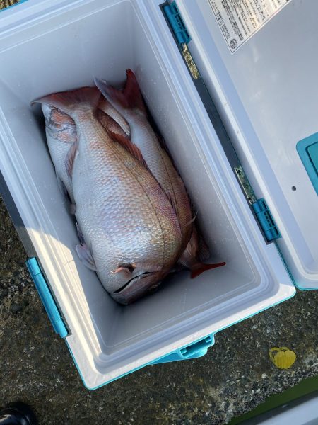 リトルワン 釣果