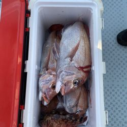 リトルワン 釣果