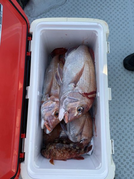 リトルワン 釣果