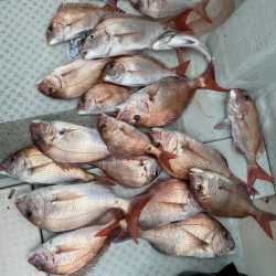 リトルワン 釣果