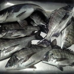 ふじや釣舟店 釣果