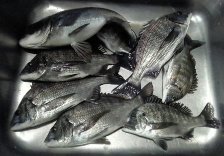 ふじや釣舟店 釣果