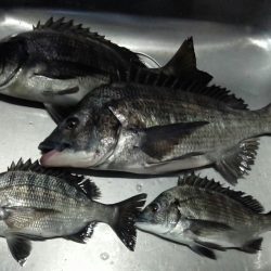 ふじや釣舟店 釣果