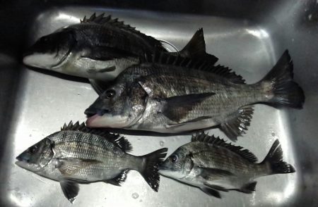 ふじや釣舟店 釣果