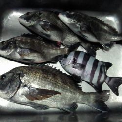 ふじや釣舟店 釣果