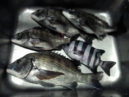 ふじや釣舟店 釣果