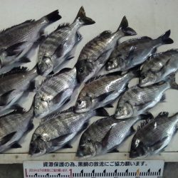 ふじや釣舟店 釣果