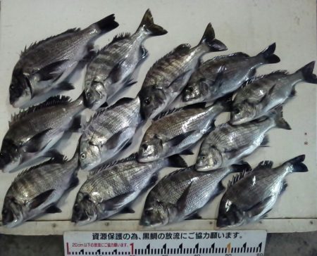 ふじや釣舟店 釣果