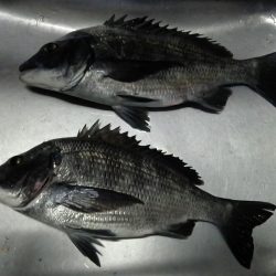 ふじや釣舟店 釣果