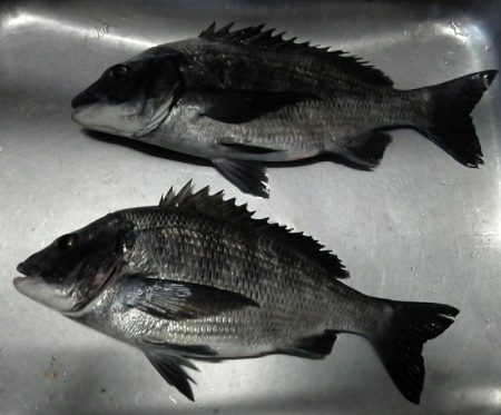 ふじや釣舟店 釣果