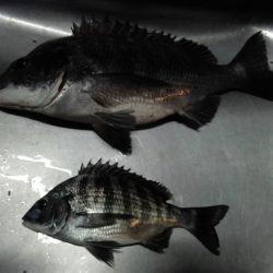 ふじや釣舟店 釣果