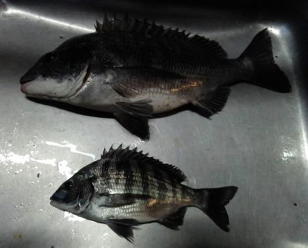 ふじや釣舟店 釣果