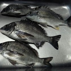 ふじや釣舟店 釣果