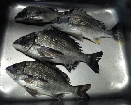 ふじや釣舟店 釣果