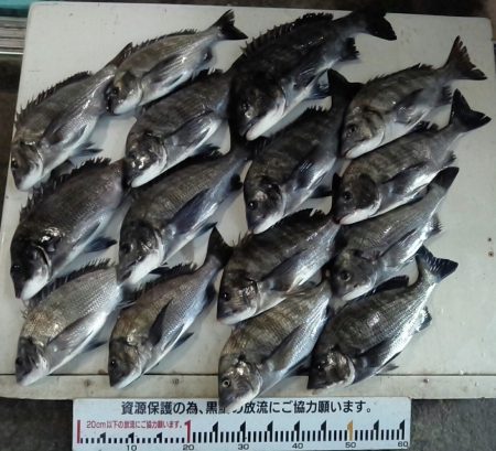 ふじや釣舟店 釣果