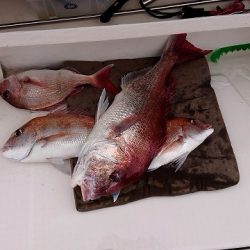 フィッシングボートACE(エース) 釣果