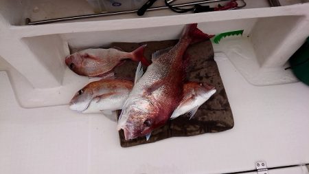 フィッシングボートACE(エース) 釣果