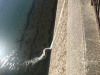 秩父フライフィールド 釣果