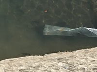 秩父フライフィールド 釣果