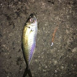 爆風ナイトアジングレポート【がまかつ LUXXE宵姫　インプレッション】