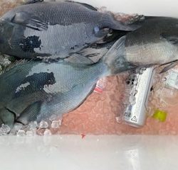 千津丸 釣果