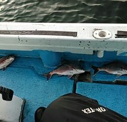 フィッシングガイド りょう 釣果