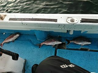 フィッシングガイド りょう 釣果