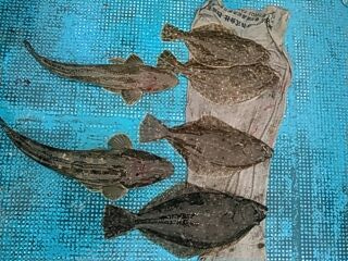 フィッシングガイド りょう 釣果