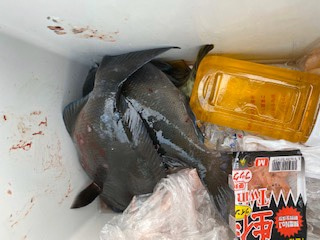 千津丸 釣果