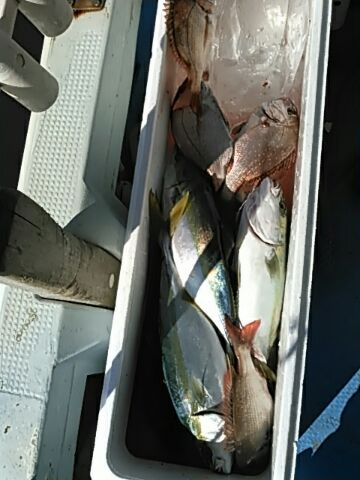 フィッシングガイド りょう 釣果