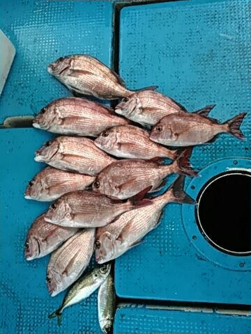 フィッシングガイド りょう 釣果