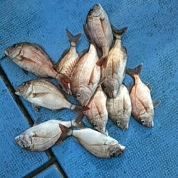 フィッシングガイド りょう 釣果