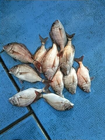 フィッシングガイド りょう 釣果