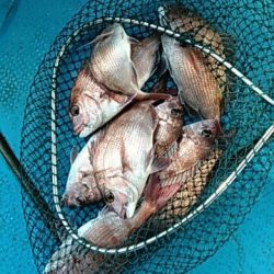 フィッシングガイド りょう 釣果