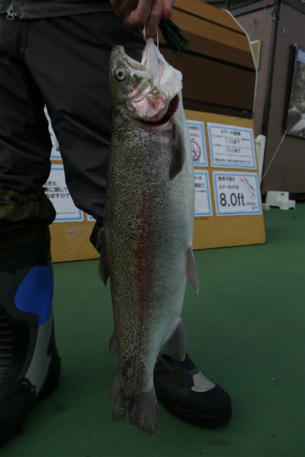としまえんフィッシングエリア 釣果