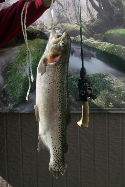 としまえんフィッシングエリア 釣果