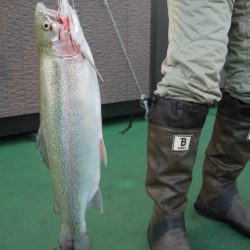 としまえんフィッシングエリア 釣果